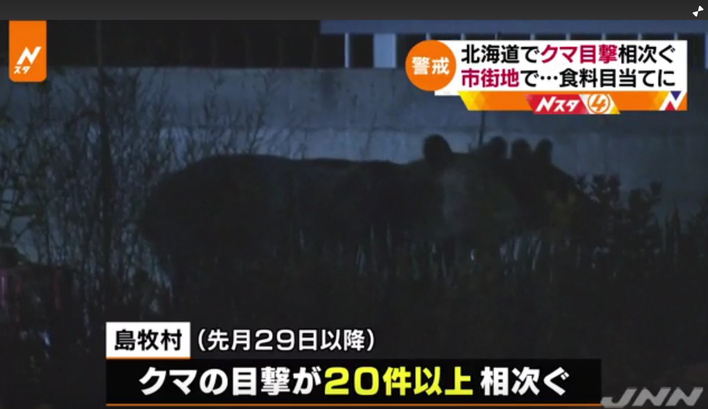 熊经常出没于北海道？当地狩猎协会：瞄准了村民垃圾里的食物